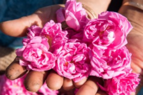 Roses in hands (280 x 187 px).png